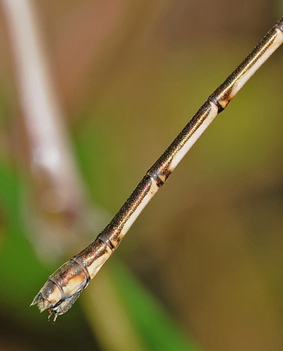 Female terminal appendages
24 June 2009  Floyd